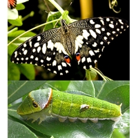 Citrus Swallowtail POT LUCK collection of 15 eggs or 10 larvae, according to availability